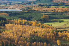 Forestry Strategy